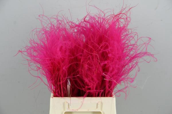 Df Stypha 40cm Bs Cerise