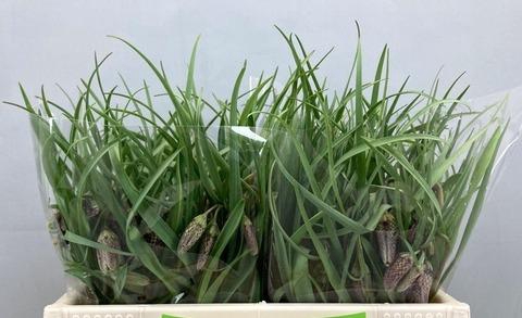 <h4>FRIT MELEAGRIS</h4>