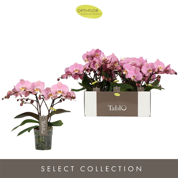 <h4>Phal 2-tak Tablo Cosmopolitan</h4>