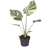 MONSTERA DELICIOSA P12 CREME BRULEE