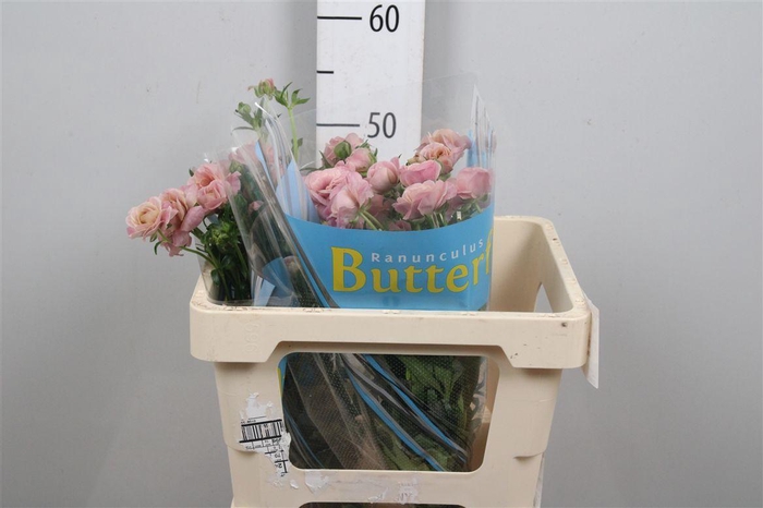 <h4>Ran Butterfly Lycia</h4>