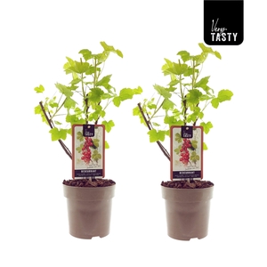 Ribes Jonkheer van Tets