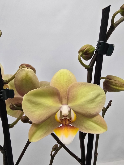 <h4>Limited 45 week 6</h4>