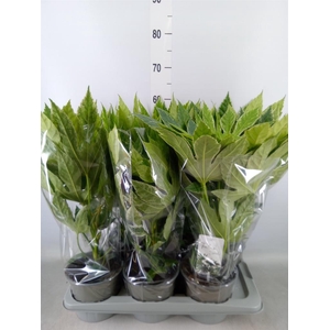 Fatsia japonica 'Variegata'