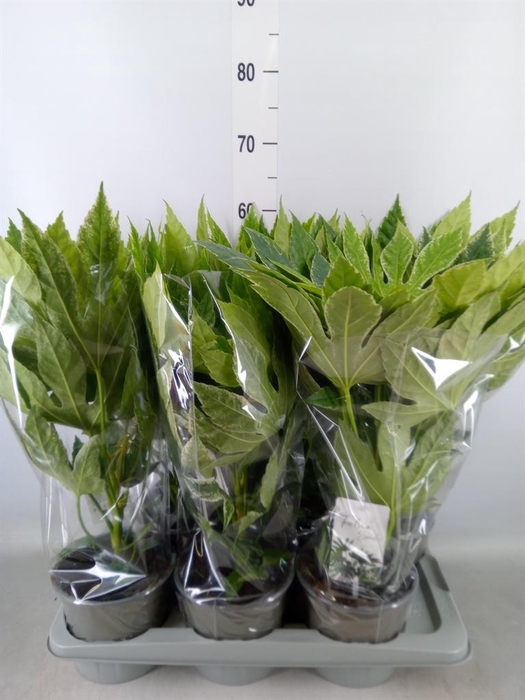 <h4>Fatsia japonica 'Variegata'</h4>