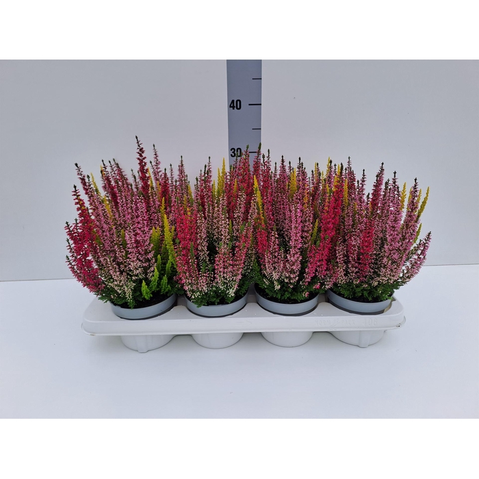 <h4>Calluna vulg. 'Beauty L Starl' ..mx</h4>