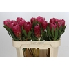 Protea Brenda