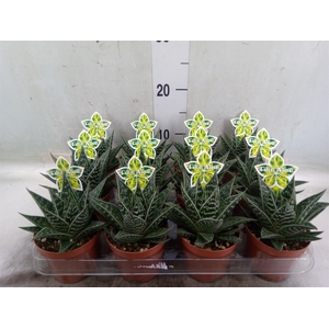 Aloe aristata 'Tiki Tahi'