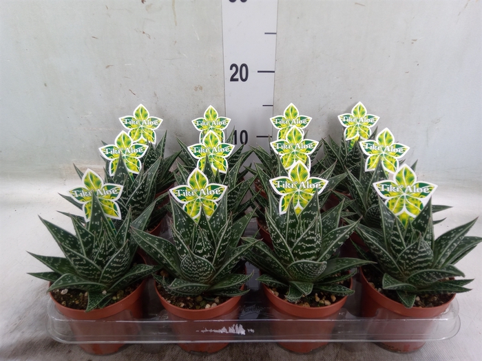 <h4>Aloe aristata 'Tiki Tahi'</h4>