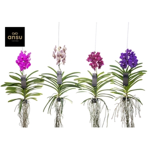 Vanda hybrids