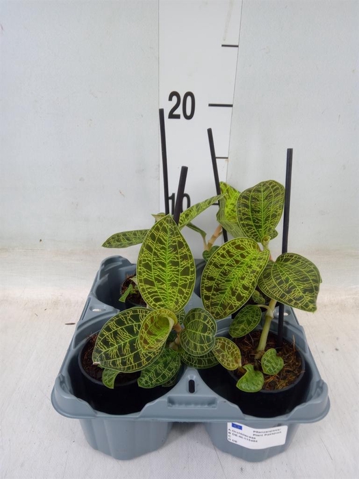 <h4>Macodes petola</h4>