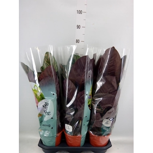 Calathea sanderiana