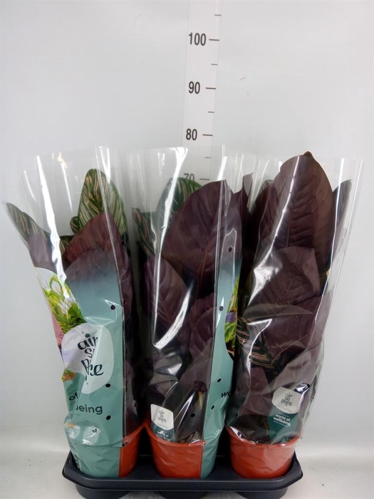 <h4>Calathea sanderiana</h4>