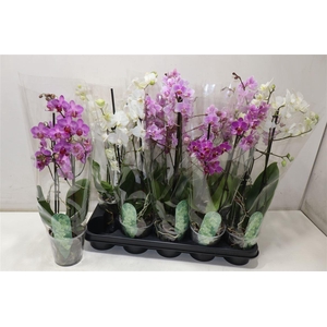 arr8 Phal Mf Gem 4 Kl