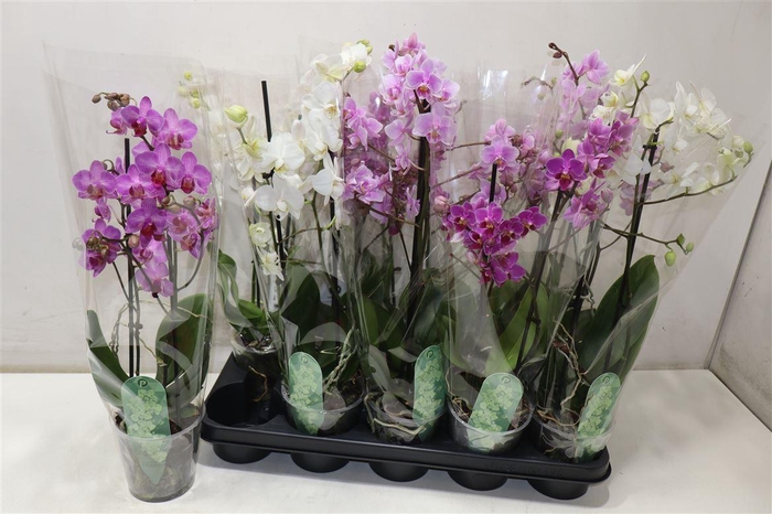 <h4>arr8 Phal Mf Gem 4 Kl</h4>