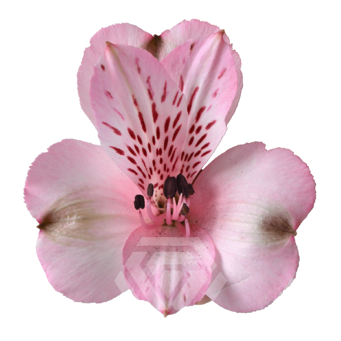 <h4>ALSTR DEBBY Tessa</h4>