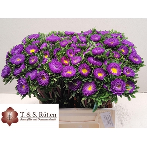 Callis D Blauw