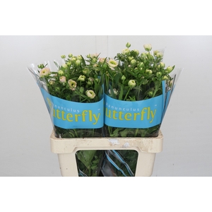 Ranunculus Butterfly Ariadne