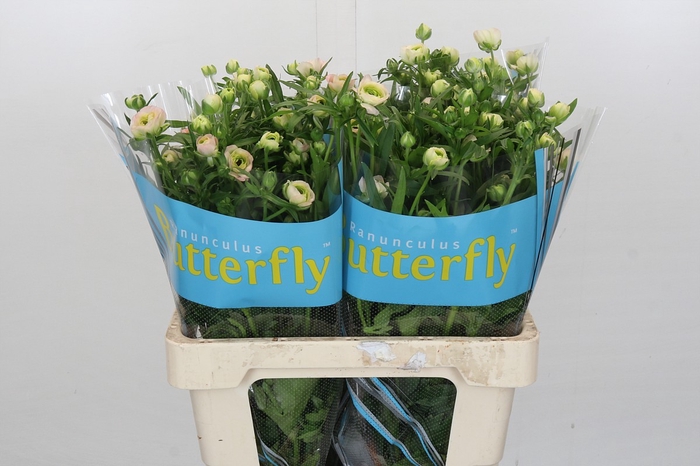 <h4>Ranunculus Butterfly Ariadne</h4>