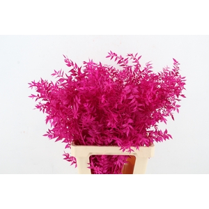 PF Ruscus 70cm Bs Erica