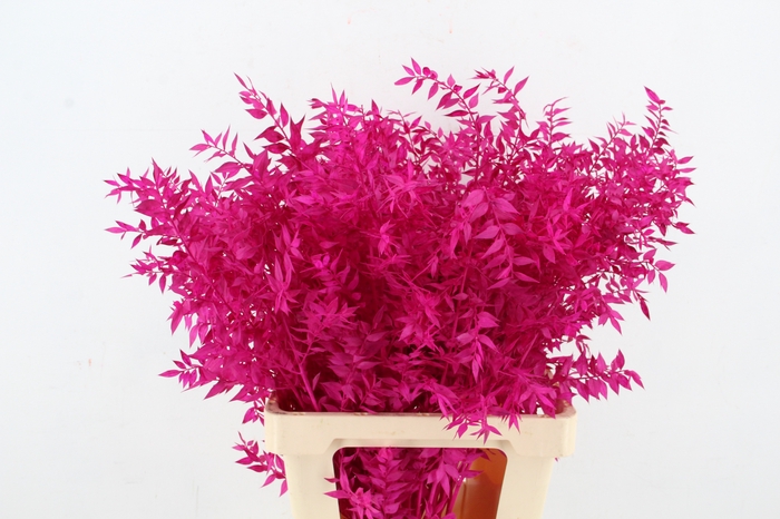 <h4>PF Ruscus 70cm Bs Erica</h4>