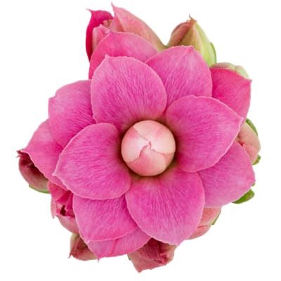 <h4>Kalanchoe  'RoseFlow Audrey'</h4>