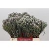 Kaaps Groen Silver Brunia