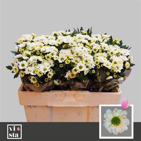 <h4>Chr S Rossi White</h4>