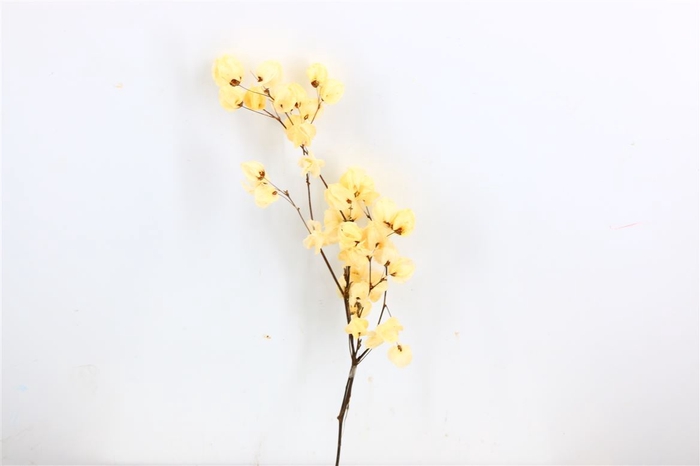 <h4>Dried Bougainvillea X5 55cm Bleached Bunch</h4>