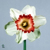 NARCISSUS LC 'PINK CHARM'