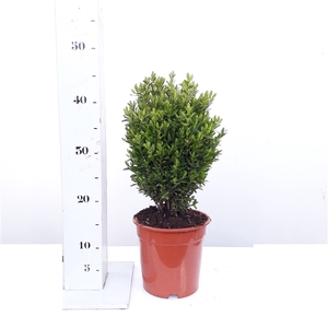 Buxus sempervirens Green Balloon 20-25