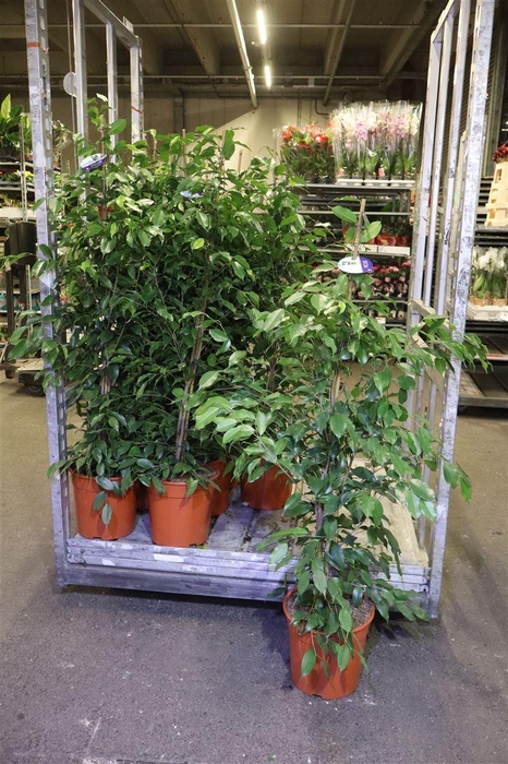 <h4>arr8 Fic Ben Exotica</h4>