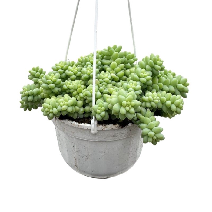 <h4>SEDUM MORGANIANUM-HYBRID P14 HANGPOT</h4>