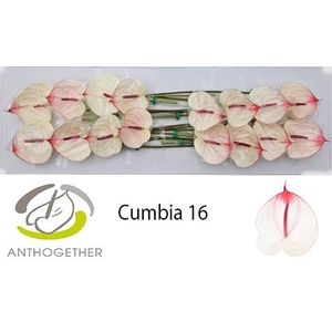 ANTH A CUMBIA