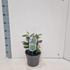 Elaeagnus ebbingei
