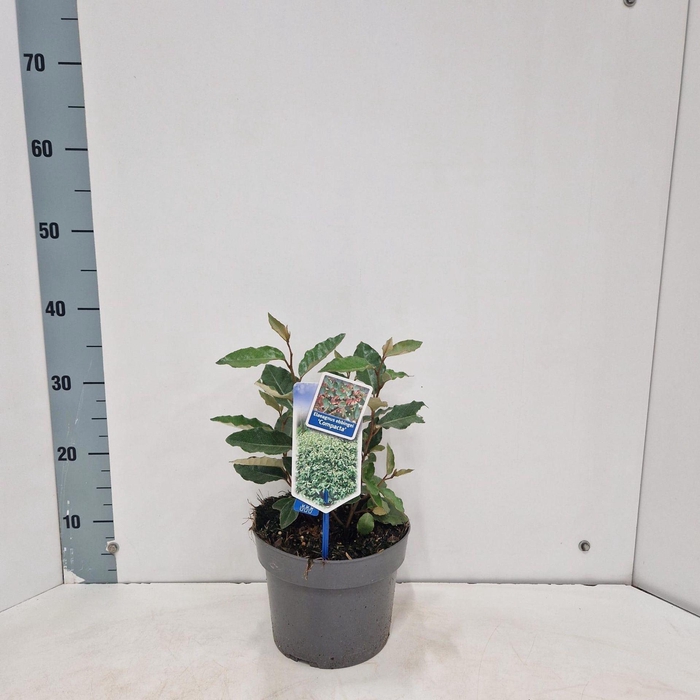Elaeagnus ebbingei
