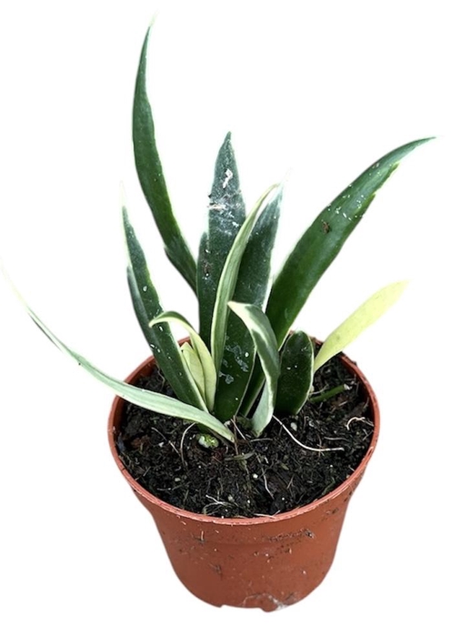<h4>Hoya Tsangii Albomarginata</h4>