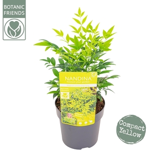 Nandina dom. 'Magical Lemon and Lime'