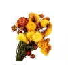 Helichrysum Orange
