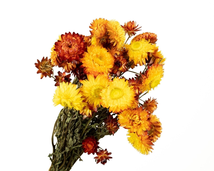 Helichrysum Orange