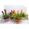 Bromelia compositie H% keramiek Coupe Exotic Classic Ø23