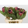 Protea Barbigera Early Mountain Queen