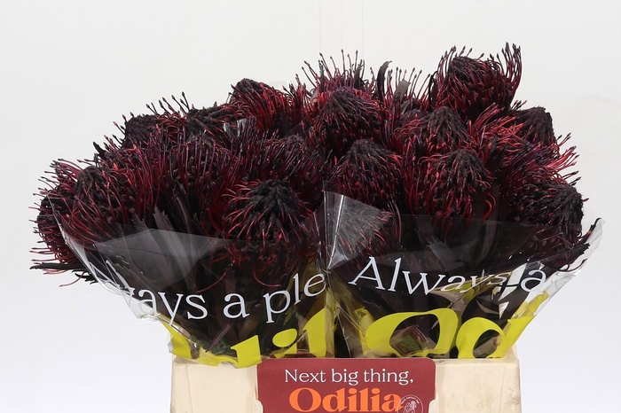 <h4>Nutans Painted Aubergine</h4>