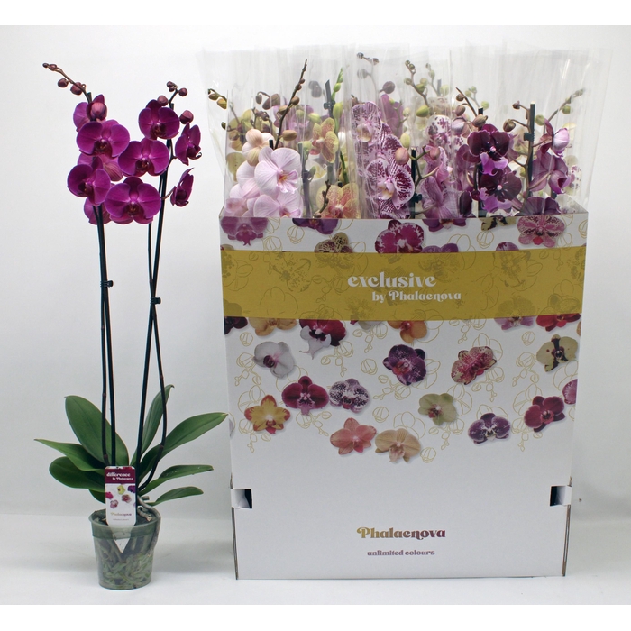 <h4>PHAL GEM 10 KL</h4>