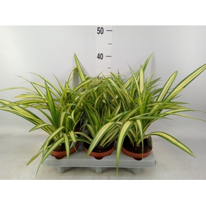 Pandanus