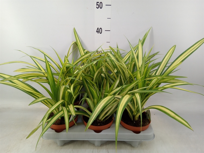 <h4>Pandanus</h4>