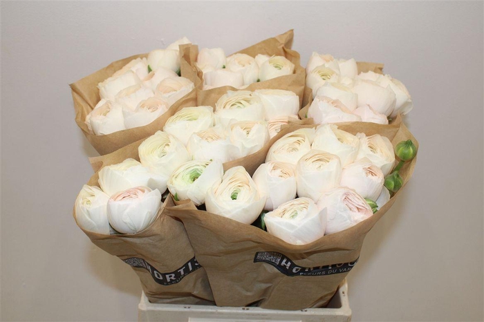 <h4>Ran Cloni Ex Hanoi</h4>