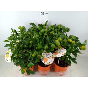 Citrofortunella mic.