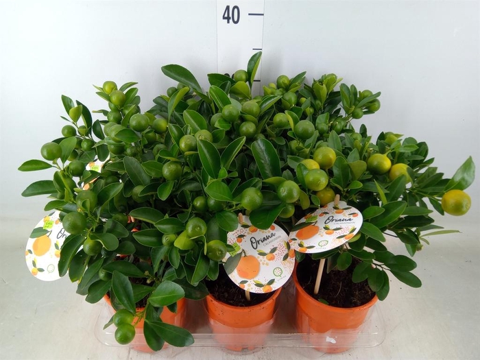 <h4>Citrofortunella mic.</h4>