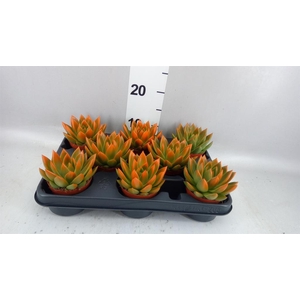 Echeveria  'Miranda'